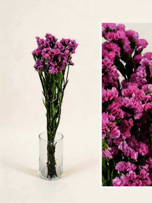 Flor seca preservada Statice Fucsia