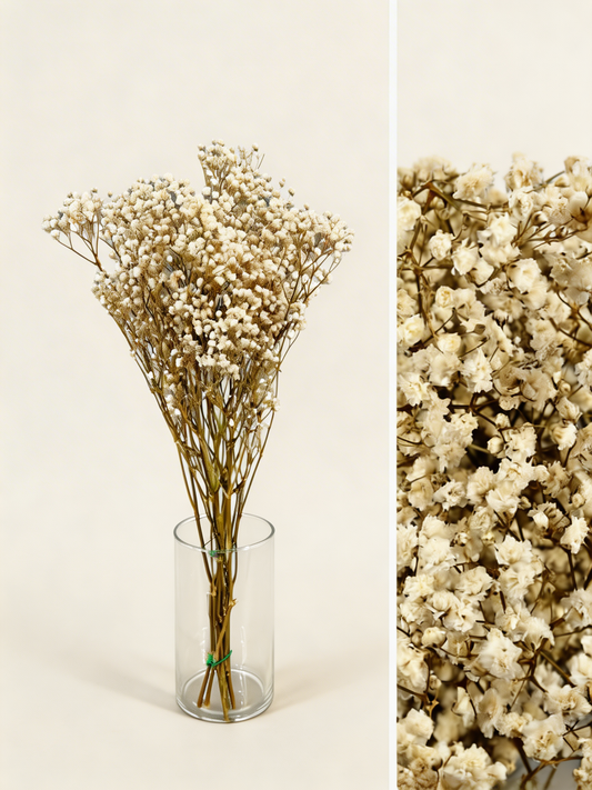 Flor suelta preservada Paniculata Premium